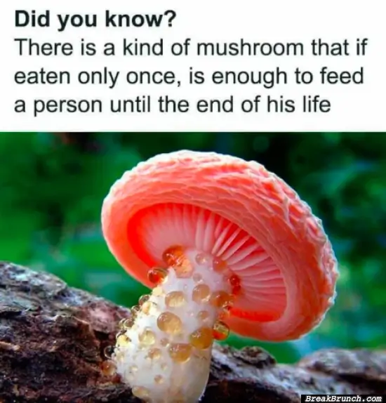 One mushroom enough to feed one person for a lifetime