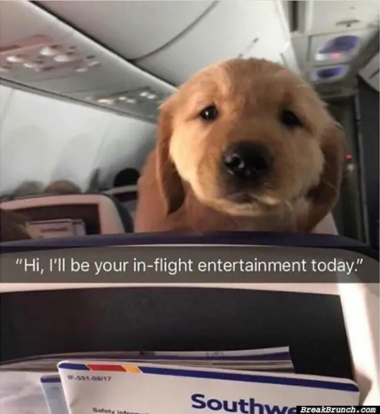I love seeing dog on a flight