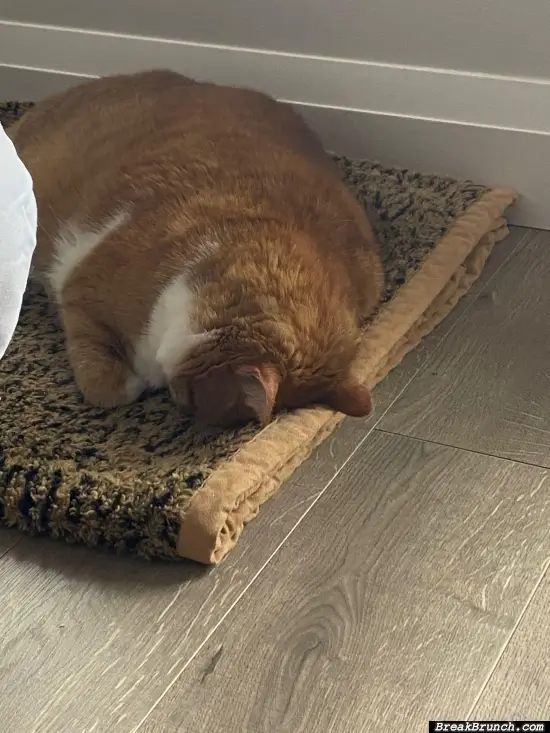 Does cats like to sleep face down?