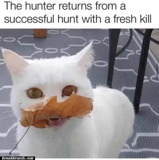 Funny cat meme – 15