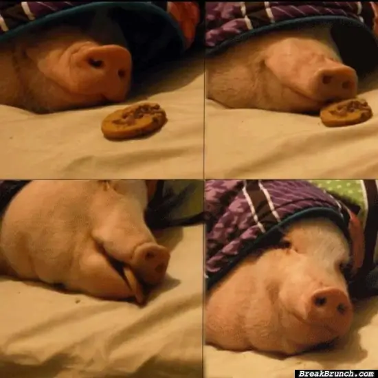 Pig eating cookie