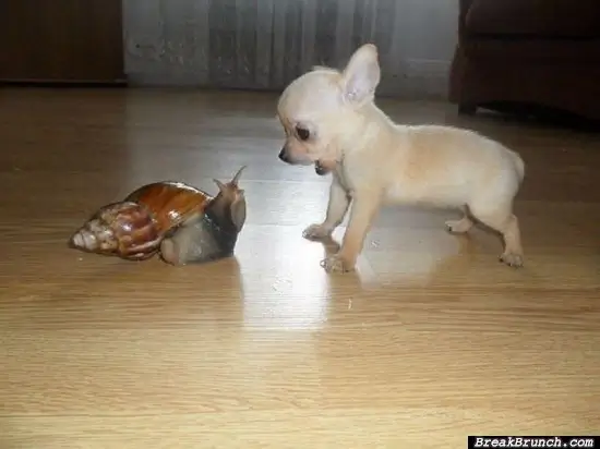 A puppy meets a giant snail