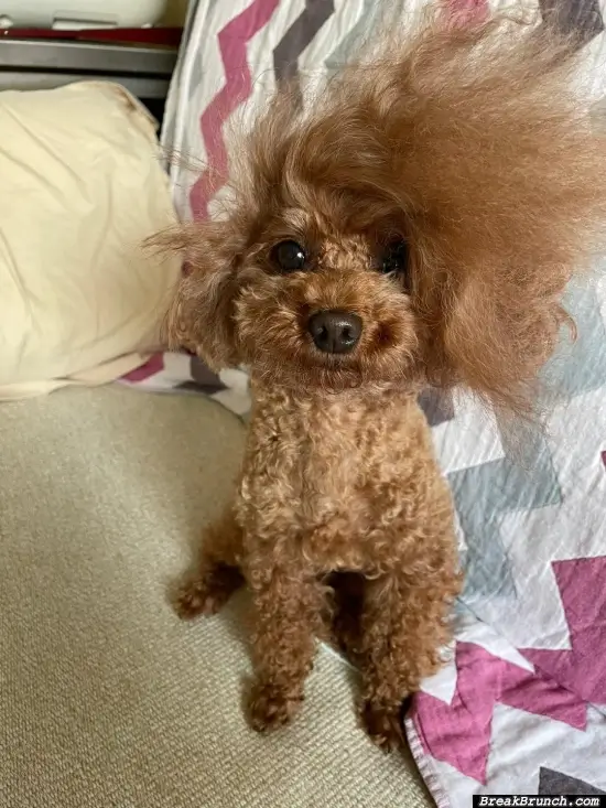 Cool haircut for dog