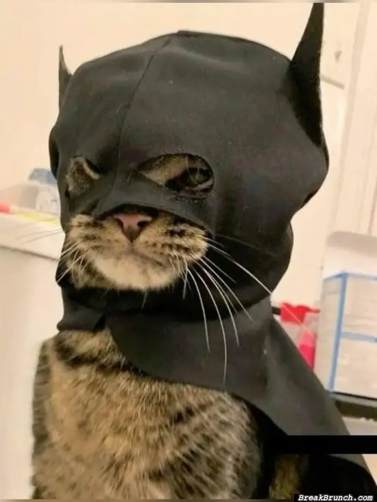 This is catman