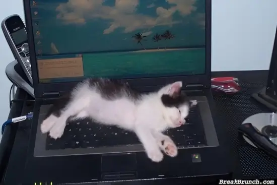 Why cats like to sleep on labtop