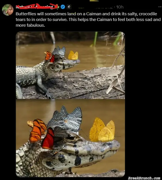 Butterfleis land on a caiman