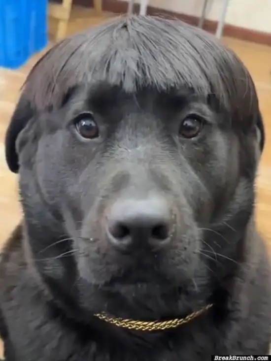 This is a funny haircut for dog