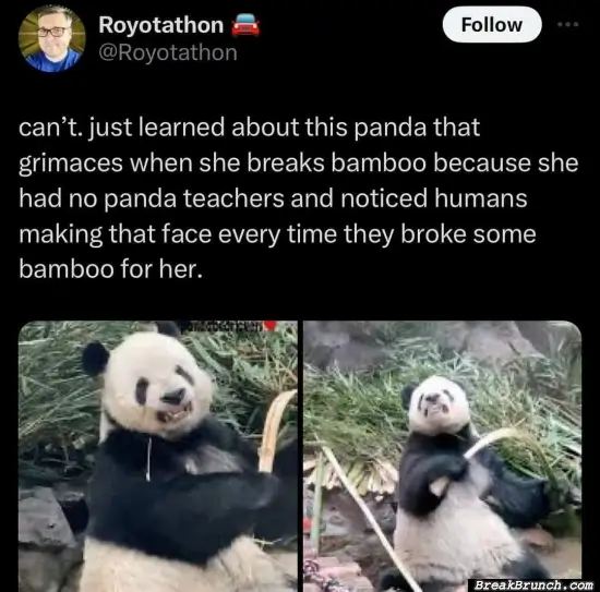 Funny panda behavior