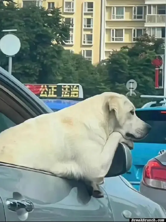 This dog got something going on