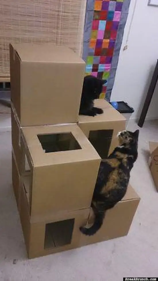 The best cat playground made with boxes