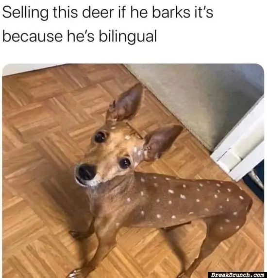 Selling bilingual dog
