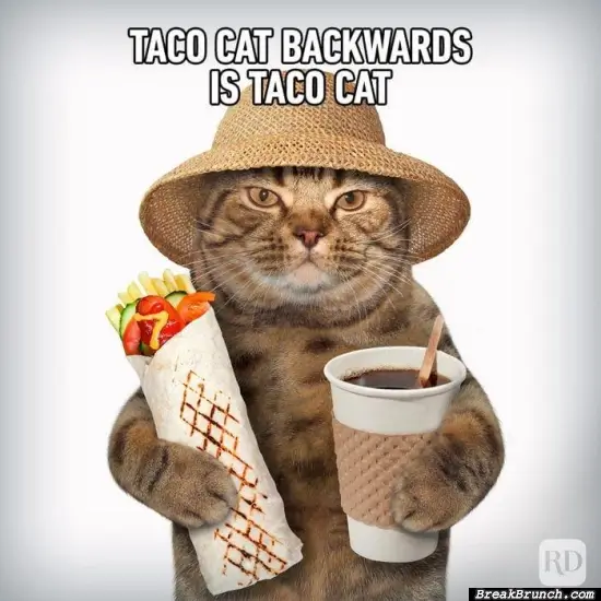 I like this taco cat