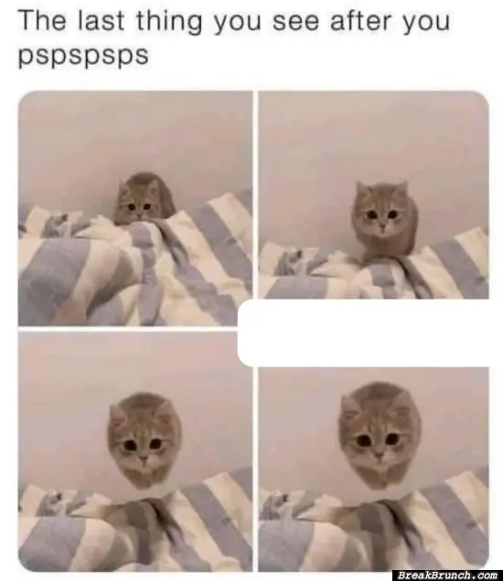 Pspspsps cat