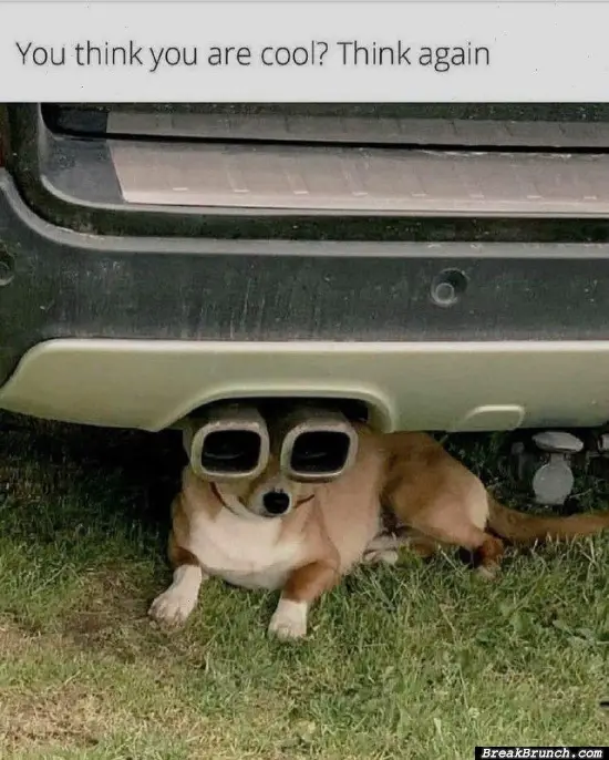 You are not cooler than this dog