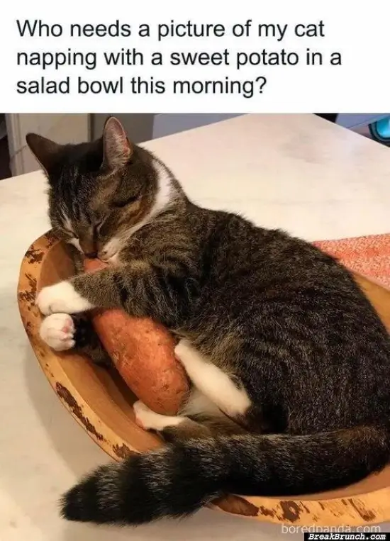 Cat sleeping in salad bowl