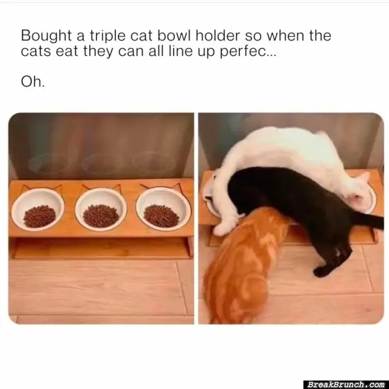 This is just cats being cats