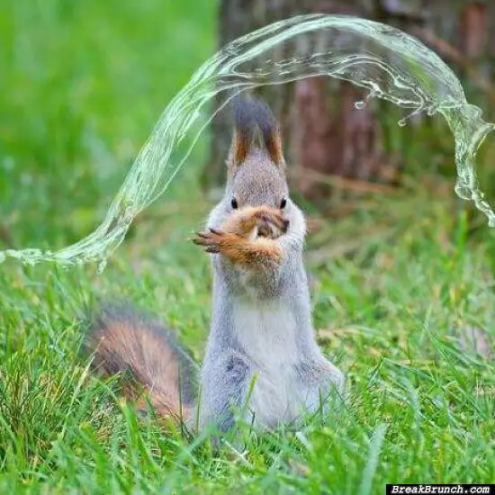 Water bending squirrel