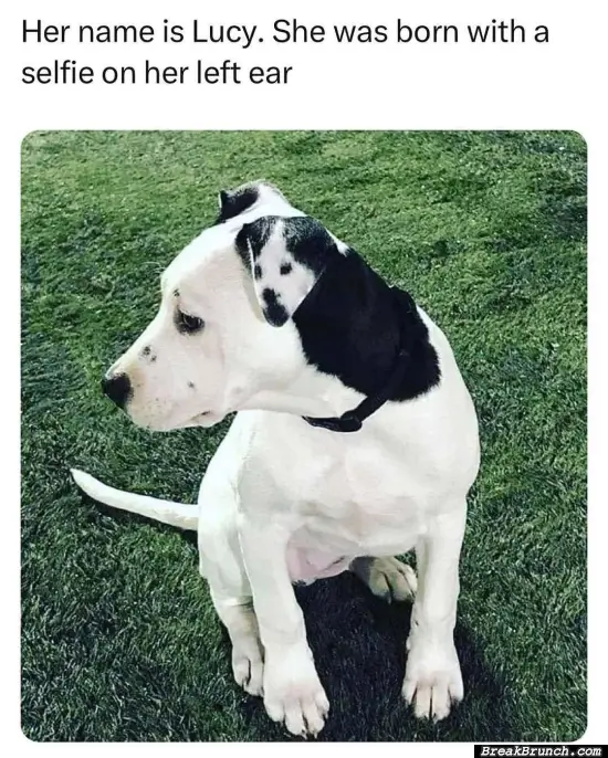 Dog with a selfie on her ear