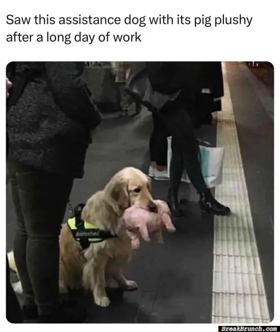 Support dog after a long day