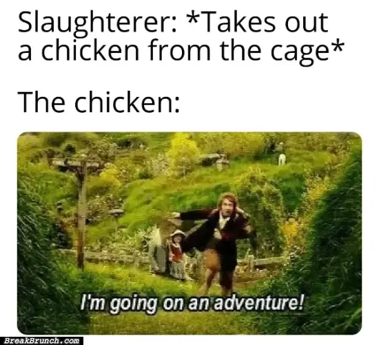 Chickens want to go on adventure too