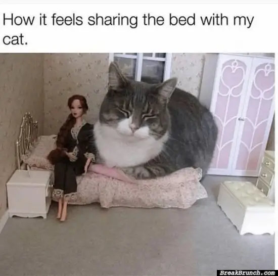 Sharing bed with cat