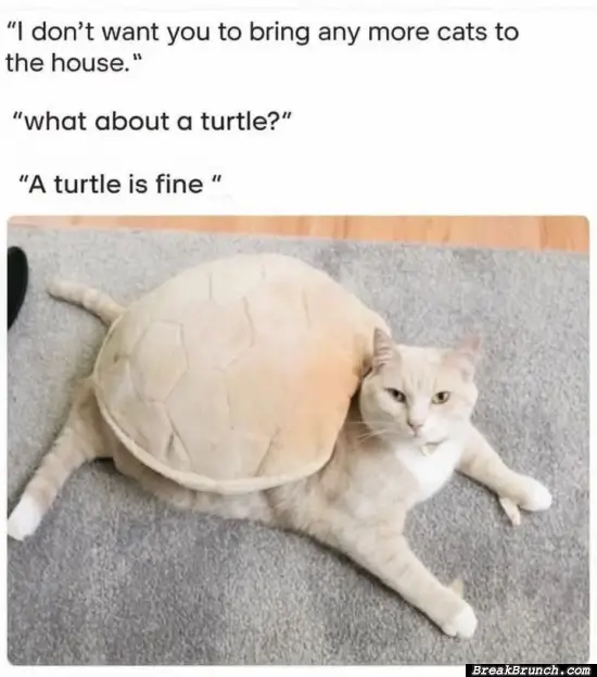 Take a look at my turtle cat