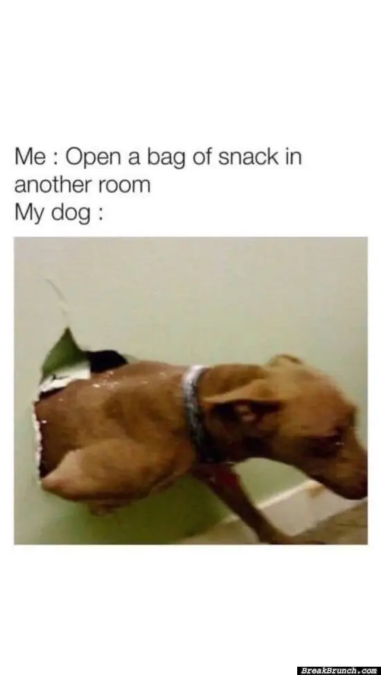 My dog when I open a bag of snack