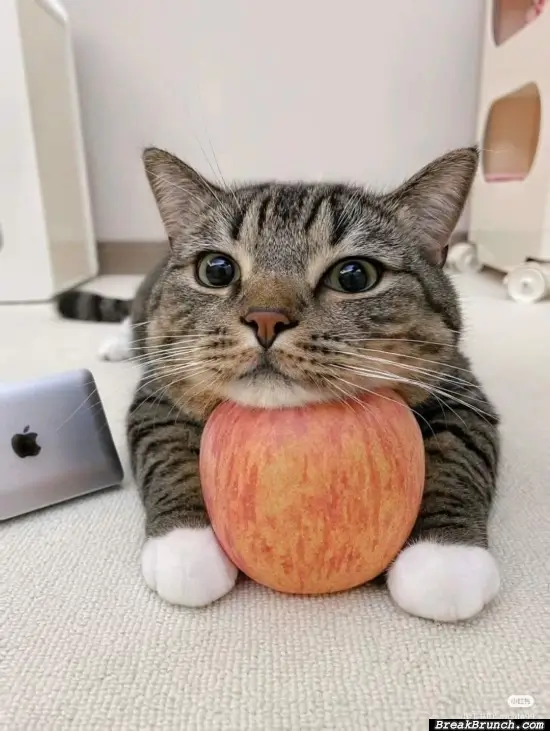 Cute cat with an apple