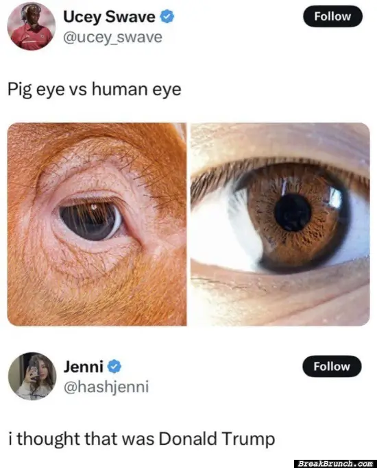 Pig eye vs human eye