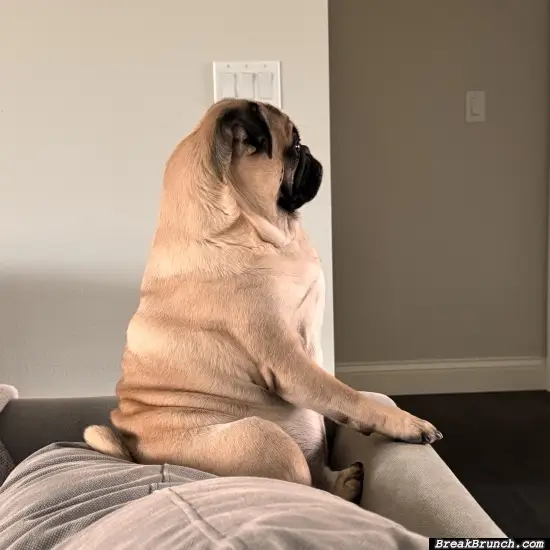 Pug waiting for the owner