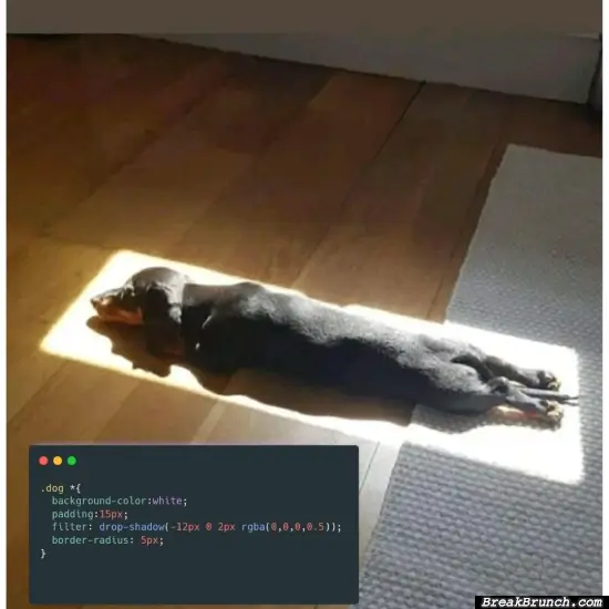 How to code dog