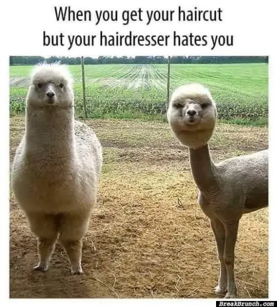 When you hairdresser hates you