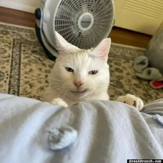This cat is up to no good