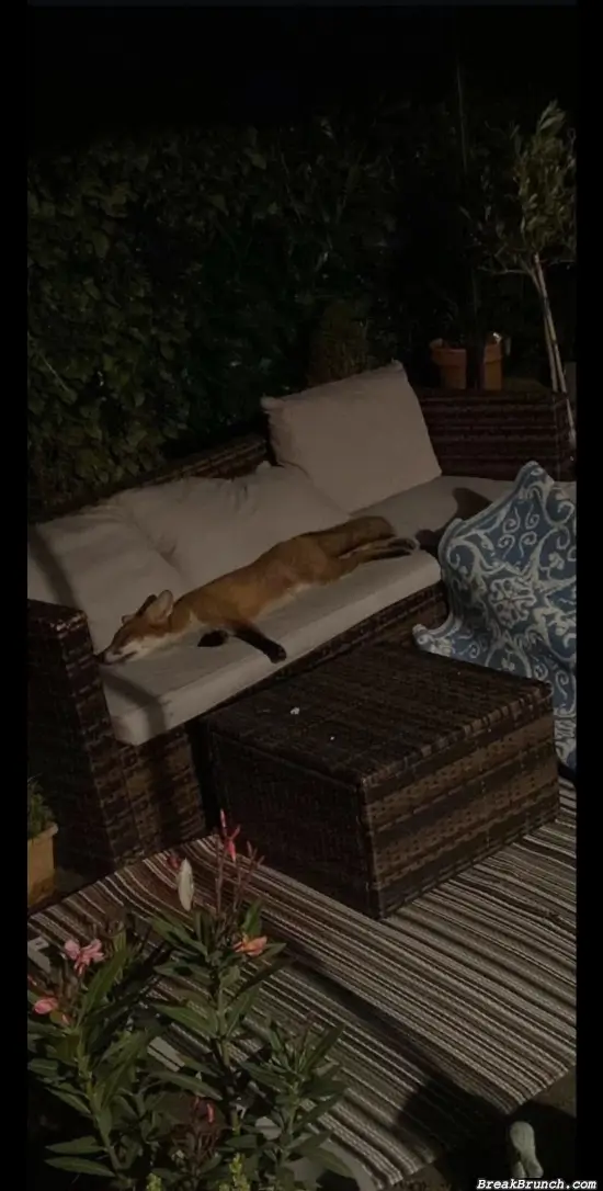 I got a tired fox in my backyard