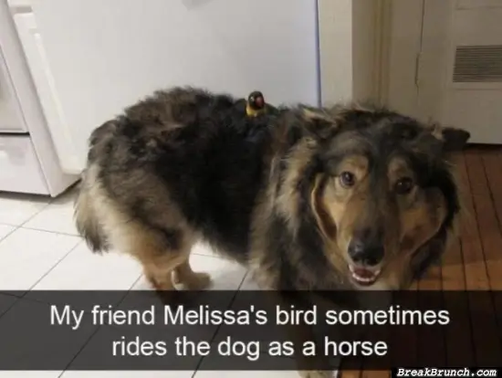 Happy bird and dog
