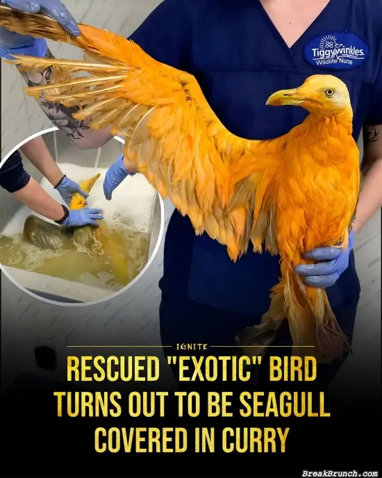 Bird covered in curry