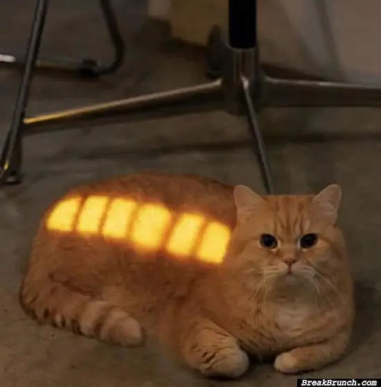 Cat is fully charged