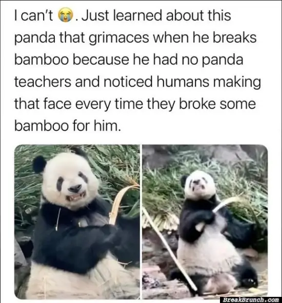 Panda learns grimaces from human