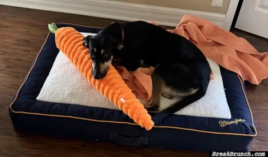 Big carrot for the dog