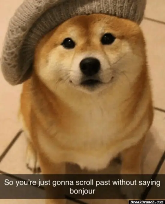 Bonjour doggo sir