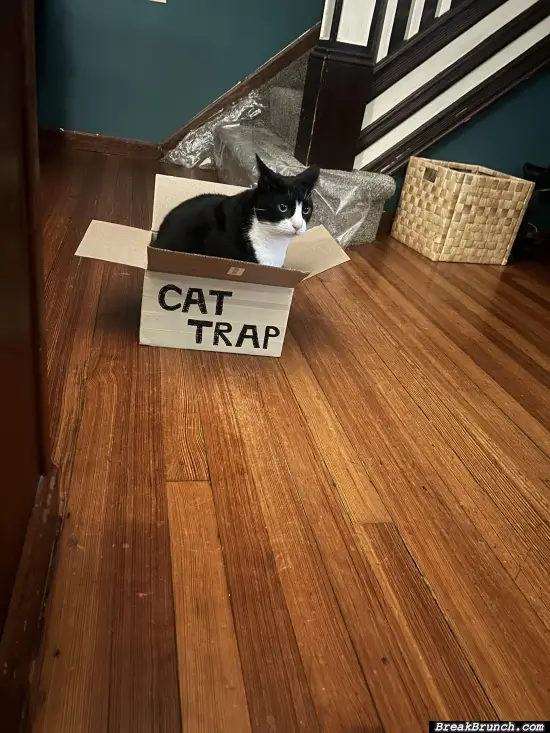 100% Effective cat trap
