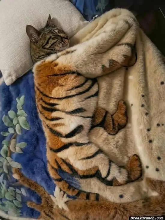 Small cat with big dream