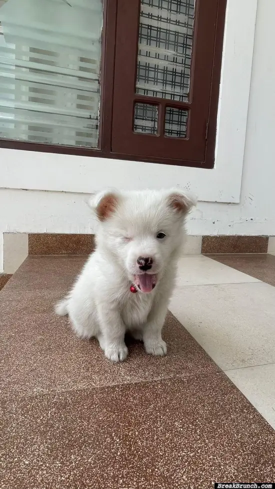 My puppy learned how to wink