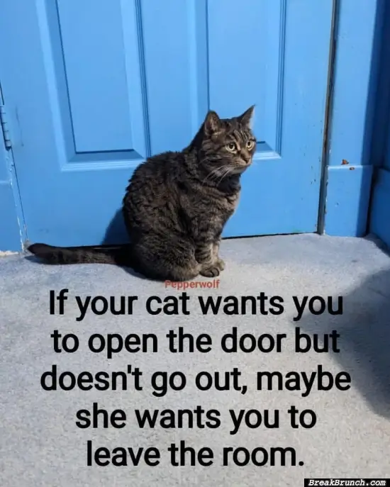The cat wants you outside