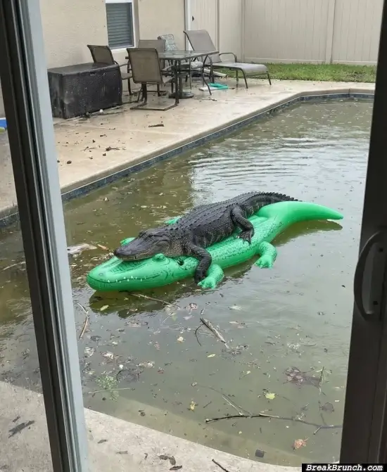 That pool needs cleaning