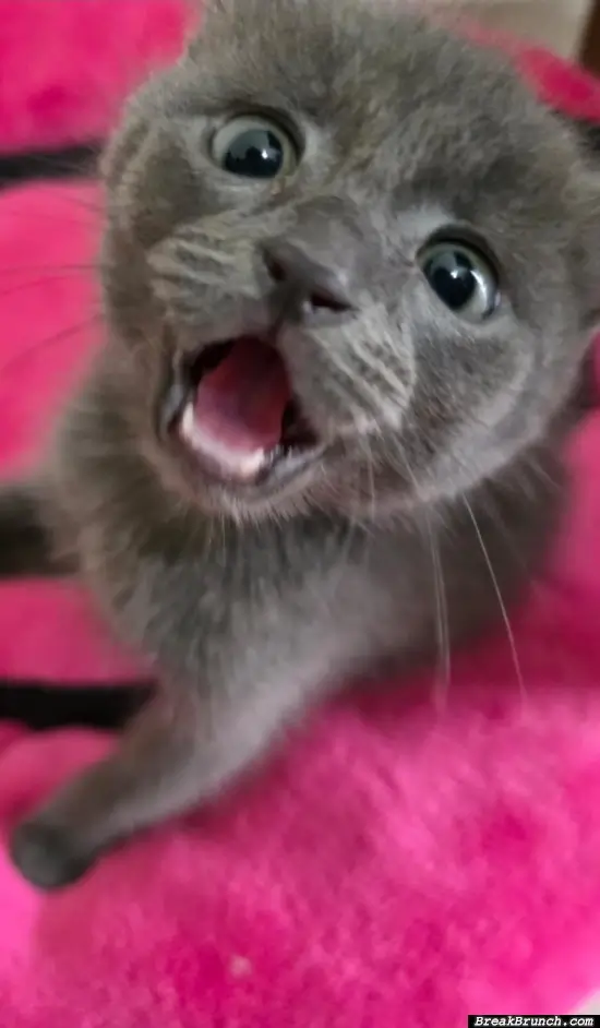 Listen to me rarrr