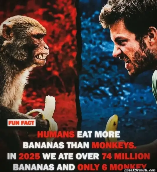 Human eat more banana than monkey
