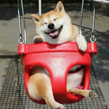 LOL Dog