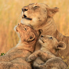 Wildlife